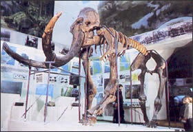 In 1915 the poet �. D. Balmont saw a mammoth skeleton in Perm Scientific-Industrial Museum that inspired his poems